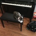 A cat sitting on a piano bench.